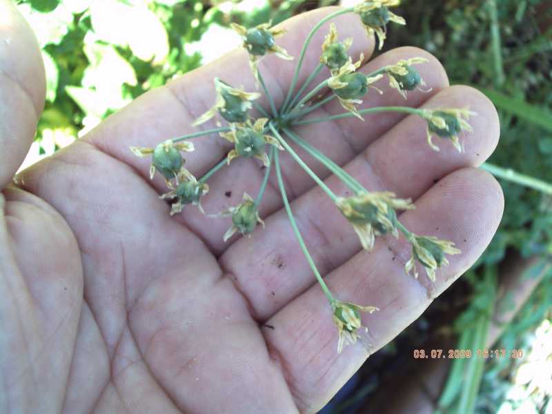 che Allium � ? no, Nothoscordum sp.